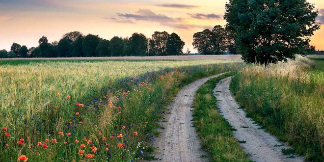Erhalt blütenreicher Raine