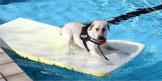 Hundeschwimmtag