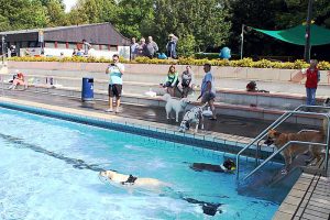 Hundeschwimmtag
