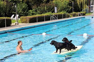 Hundeschwimmtag