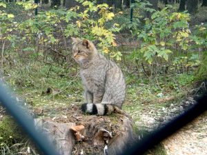 Wildkatzengehege