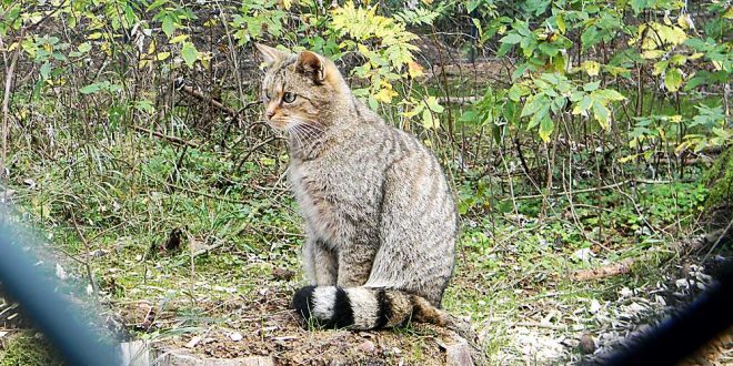 Wildkatzengehege