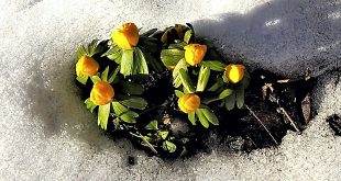 Helmut Gleuel Blumen