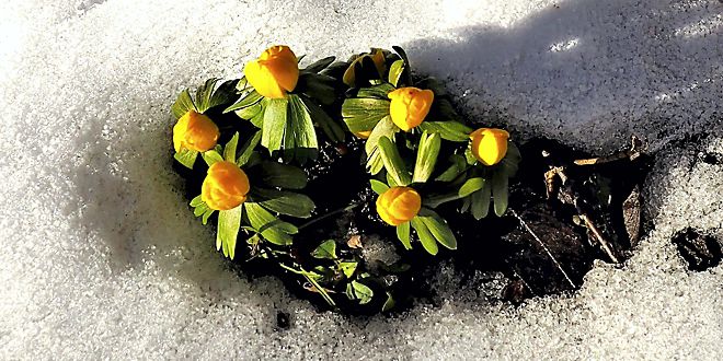 Helmut Gleuel Blumen