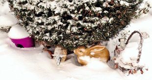 Bad Harzburg-Schlewecke