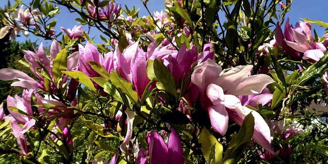 Magnolien