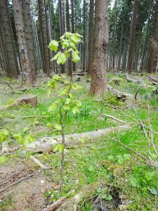 Buchenwald