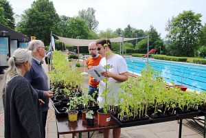 Grüner Markt in Hornburg