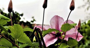 Derzeitig blüht die Clematis, wie auf den beiden Fotos aus Bad Harzburg, in verschiedenen Farben Sie sind tolle Farbtupfer in Gärten und Parkanlagen.