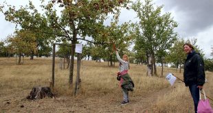 Streuobstwiese Kirschenberg