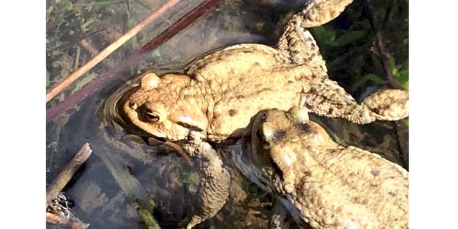 Amphibien